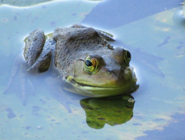 American Bullfrog